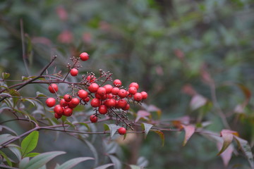 Red Berries in the Park