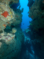 Fototapeta na wymiar Unterwasserlandschaft