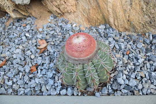 Cactus Melocactus Zehntneri planted near rocks.