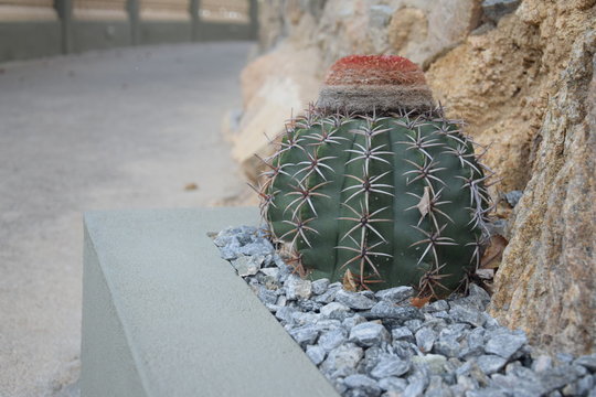 Cactus Melocactus Zehntneri planted near rocks.