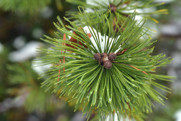 Closeup of a green prickly pine twig with snow in winter