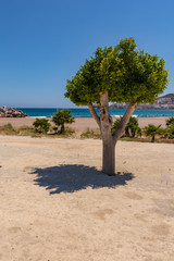 isolated tree on the beach