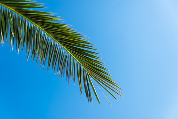 palms leaves close up. blue sky on background