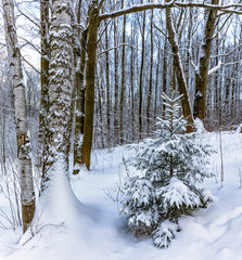 Sunny winter day in the forest Park. Everywhere lies bushy white snow.