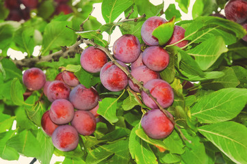 Branch with ripe and juicy plum fruit on a branch.Plums closeup on green tree. Concept of healthy and dietary food.