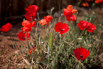 Fototapeta na wymiar red poppies in a field
