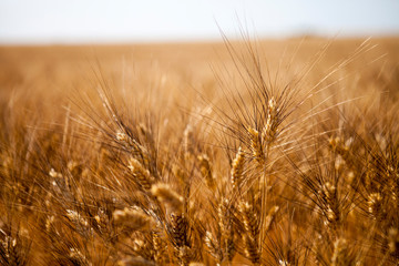 field of wheat