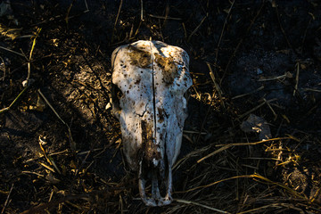 Landscapes of the Okavango Delta 
