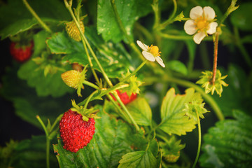 Blooming strawberry with red berries and green foliage, close-up. Strawberries on the garden.