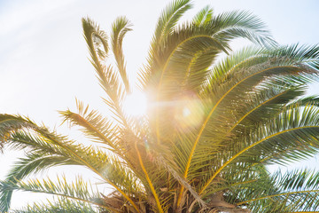 sun through palm leaves