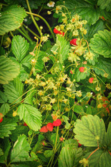 Strawberries on the garden. Blooming strawberry with red berries and green foliage, close-up.