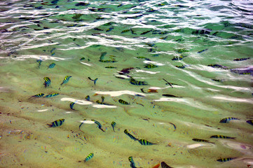 tropical fish in clear water