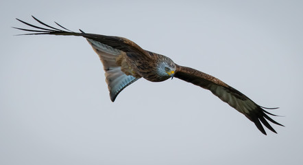 Red Kite