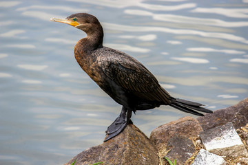 neotropic cormorant