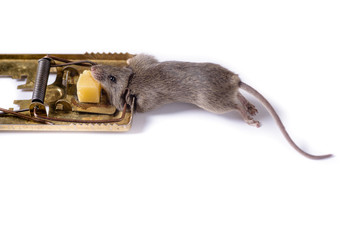 Mousetrap with a piece of cheese, on a white background, which caught a gray mouse. Mouse in a mousetrap.