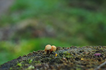 small fungus in the forest as macro photograph on a tree stump with moss