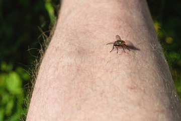 A fly bites a man in the open air, close-up.