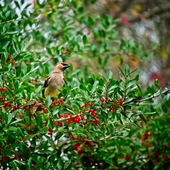Bird in Tree with Red Berrys