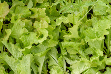 Young, green salad, for dietary nutrition, growing on a bed.