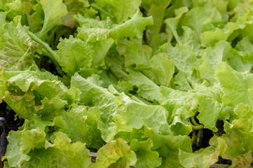 A young, green salad, for dietary nutrition, growing on a bed.