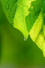 Big beautiful drops of transparent rainwater on green leaves.Green leaf with water drops for background, concept of pure nature.Natural background, free space.Leaf and wet when rains, relaxing photo.
