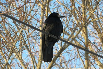 European crow sitting on the wires on blue sky background