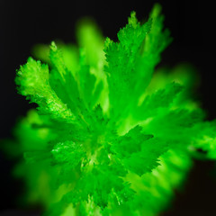 Green, growing radiant crystals close-up on a black background.