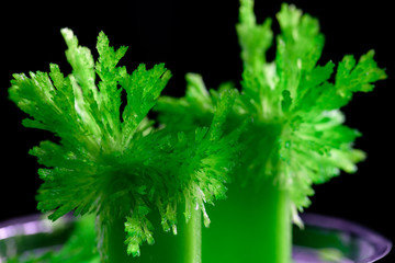 Green, growing radiant crystals close-up on a black background.