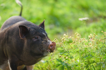 Young pig, black, stands on the green grass. Concept, animal health, friendship, love of nature and animals. Vegetarian style. Respect for wildlife and the world around us.