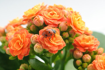 .Ladybird on a beautiful blooming flower 