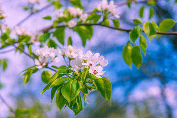 Apple tree branch with flowers against a blurred spring garden, spring card. Spring floral background with the colors of apple, cherry.