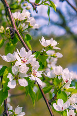 Apple tree branch with flowers against a blurred spring garden, spring card. Spring floral background with the colors of apple, cherry.