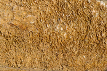 Surface with a texture of hardened stone shell stone. Designer background for interiors. Stone surface of yellow texture.