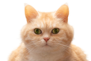 Closeup portrait of cute fat serious cream tabby cat with green eyes, isolated on white background