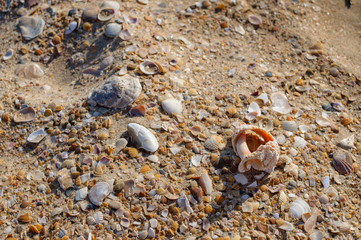 Gold sand with seashells on the foreground. Design for interiors. Tropical sand background close-up. Natural sand stone background texture in natural colors.
