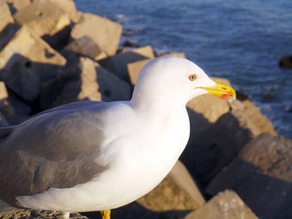 Gaviotas en la bahía de Cadiz capital, Andalucía. España. Europa