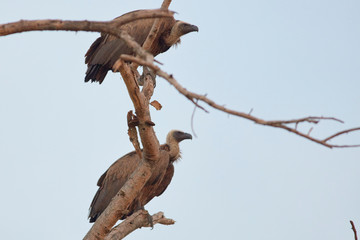 Queen Elizabeth Wildlife