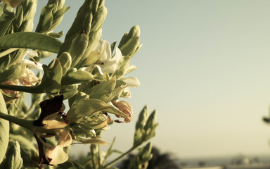 Fototapeta premium Close up of green canarian plant.
