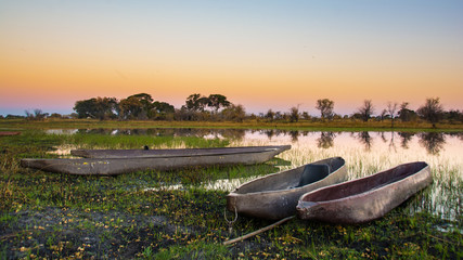 Mocorros of the Okavango Delta  - obrazy, fototapety, plakaty