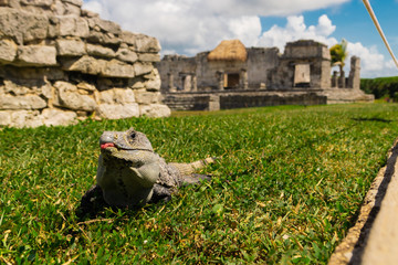 iguana in tulum