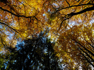 Herbstlicher Wald