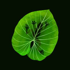 Tropical Frog on Green Leaf - 243199294