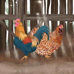 Chickens in a Barn - 243199474