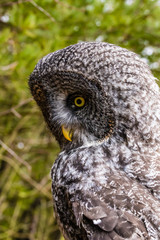 Great Grey Owl 