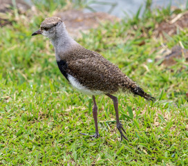southern lapwing