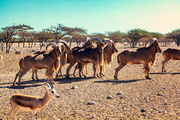 Group of Ovis ammon mountain sheep in a safari park on the island of Sir Bani Yas, United Arab Emirates