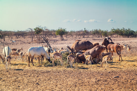 Group of antelopes and mountain sheep in a safari park on the island of Sir Bani Yas, United Arab Emirates