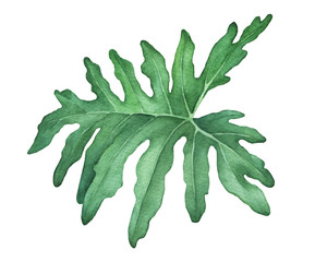 Green tropical jungle leaf of philodendron (also known Philodendron bipinnatifidum, Selloum, horsehead). Hand drawn watercolor painting illustration isolated on white background. © arxichtu4ki