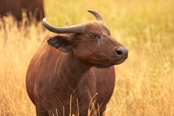 Queen Elizabeth Wildlife