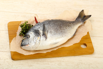 raw dorada fish